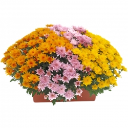 Miniature du produit « Jardinière de chrysanthèmes multicolore »